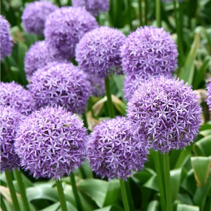 Okrasný cesnak Gladiator - Allium giganteum - cibuľoviny - 1 ks