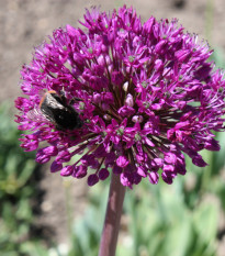 Okrasný cesnak - Allium aflatunense - cibuľoviny - 3 ks