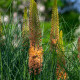 Fakľa úzkolistá Pinokkio - Eremurus - hľuzy fakle - 1 ks