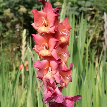 Gladiola Indian Summer - Gladiolus Antica - gladioly - hľuzy gladioly - 3 ks