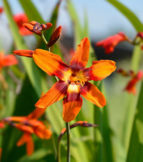 Montbrécia Emily Mckenzie - Crocosmia - hľuzy montbrécie - 4 ks