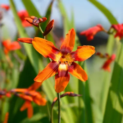 Montbrécia Emily Mckenzie - Crocosmia - hľuzy montbrécie - 4 ks