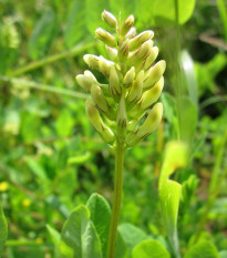 Kozinec sladkolistý - Astragalus glycyphyllos - semená kozinca - 20 ks