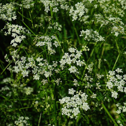 Trebuľka pravá - Anthriscus cerefolium - semená trebuľky - 250 ks