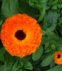 Nechtík lekársky Neon - Calendula officinalis - semená nechtíka - 40 ks