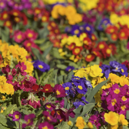 Prvosienka bezbyľová zmes - Primula vulgaris - semená - 15 ks