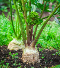 BIO zeler buľvový Mars - Apium graveolens - bio semená zelera - 20 ks