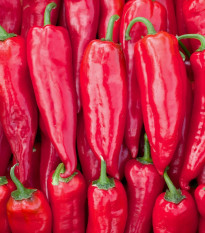 BIO paprika Korosko - Capsicum annuum - bio semená papriky - 6 ks