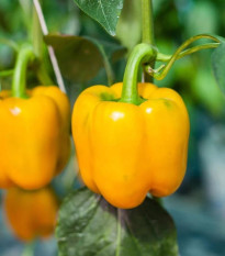 BIO paprika žltá California Wonder - Capsicum annuum - bio semená papriky - 10 ks