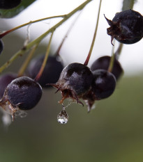 Muchovník kanadský - Amelanchier canadensis - semena muchovníku - 10 ks