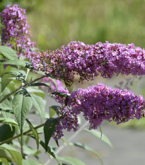 Budleja Dávidova - Buddleja davidi - semená motýlieho kríku - 20 ks