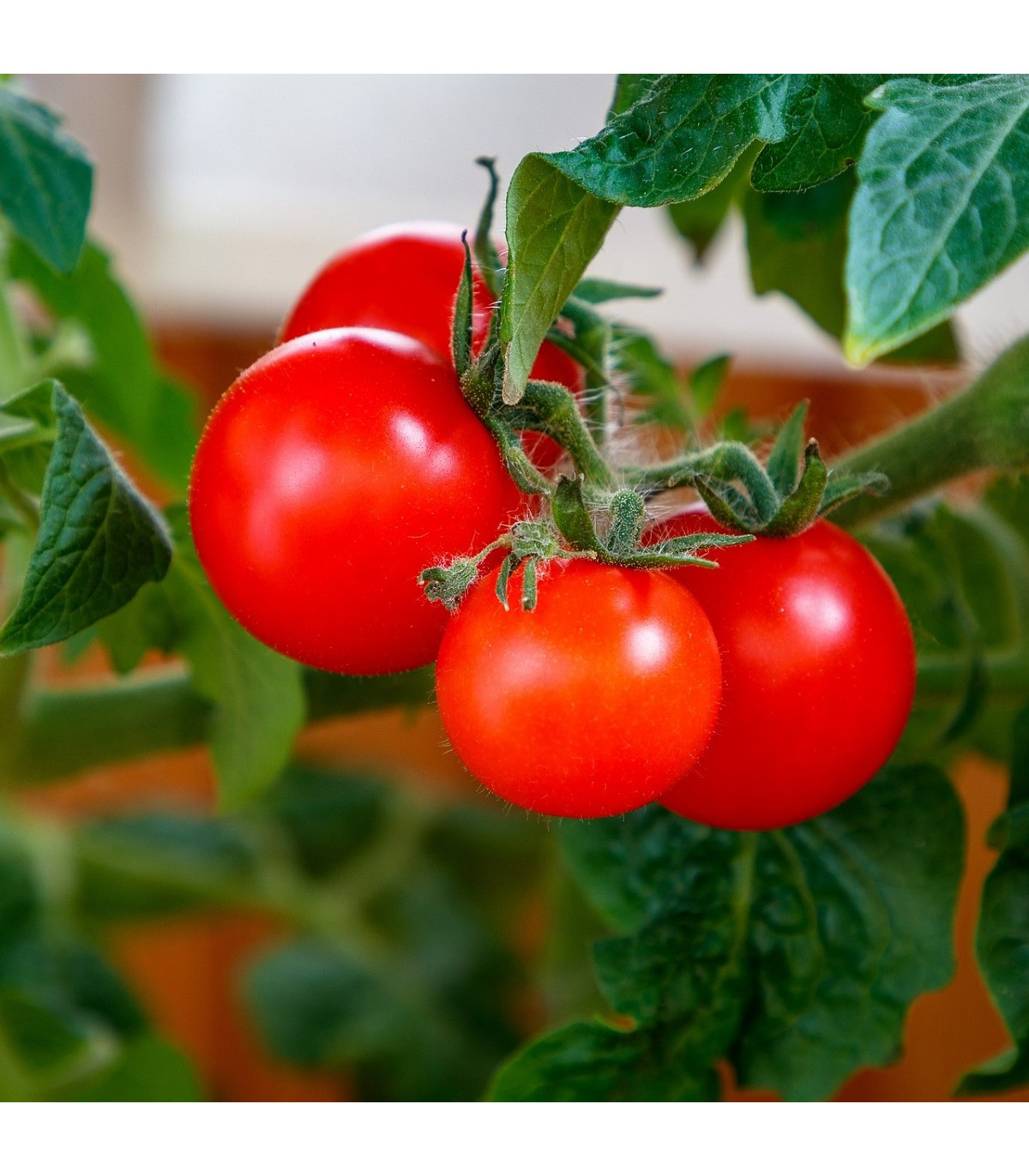 Paradajka Matina - Solanum lycopersicum - semená paradajky - 20 ks