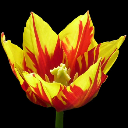 Tulipán Mickey Mouse cibuľky - Tulipa - cibuľoviny - 3 ks