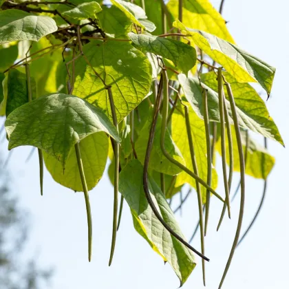 Katalpa severná - Catalpa speciosa - semená katalpy - 8 ks