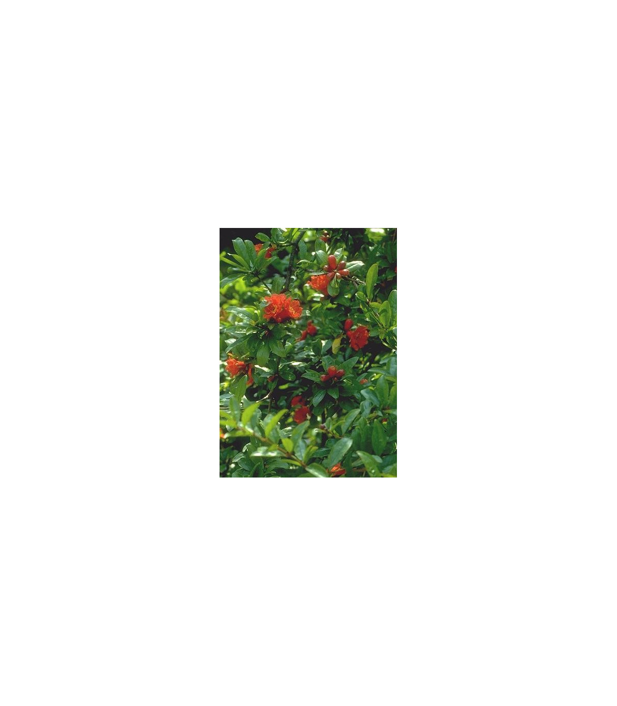 Granátovník púnsky - granátové jablko - Punica Granatum - semená granátovníka - 5 ks