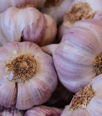 Sadbový cesnak Anton - Allium sativum - nepaličiak - cibuľa cesnaku - 1 balenie