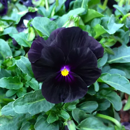 Fialka rohatá Back to Black - Viola cornuta - predaj semien - 120 ks