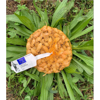 Cibuľa sadbová ozimná Shakespeare - Allium cepa - cibuľky - 250 g