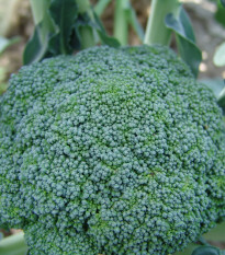 Brokolica Limba - Brassica oleracea L. - semená brokolice - 50 ks