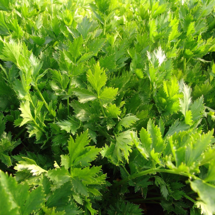 Zeler listový jemný - Apium graveolens - semená zelera - 0,5 g