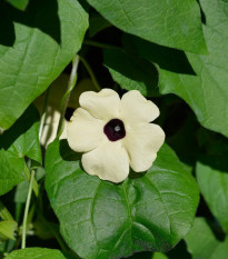 Tunbergia krídlatá biela - Thunbergia alata - semená tunbergie - 15 ks