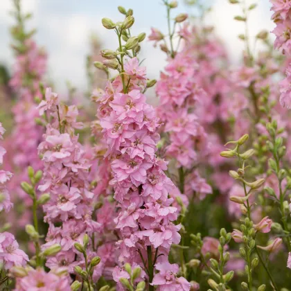 Stračonôžka ružová - Delphinium solida - semená stračonôžky - 100 ks