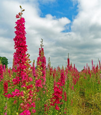 Stračonôžka Carmine King - Delphinium imperialis - semená ostrôžky - 100 ks