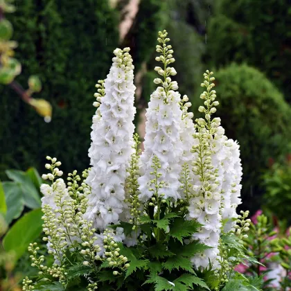 Stračonôžka biela - Delphinium solida - semená stračonôžky - 100 ks