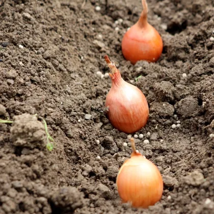 Cibuľa sadbová ozimná Shakespeare - Allium cepa - cibuľky - 500 g