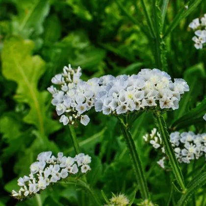 Limonka chobotnatá biela - Limonium sinuatum - semená limonky - 30 ks