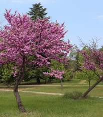 Judášovec strukovitý - Cercis siliquastrum - semená judášovca - 6 ks