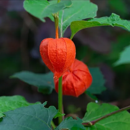 Machovka židovská - Physalis alkekengi - semená machovky - 30 ks