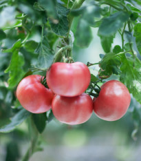 Paradajka Brandywine ružová - Solanum lycopersicum - semená paradajok - 6 ks