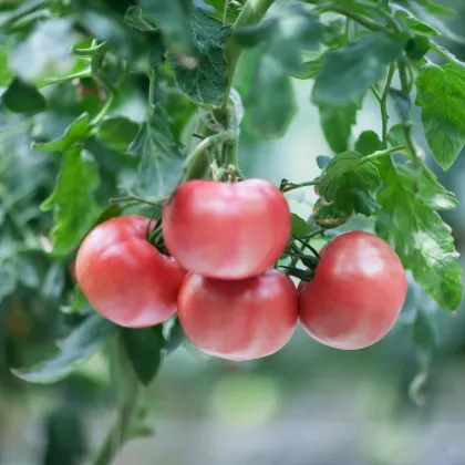 Paradajka Brandywine ružová - Solanum lycopersicum - semená paradajok - 6 ks