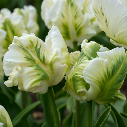 Tulipán White Rebel - Tulia - cibuľoviny - 3 ks