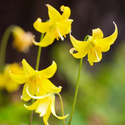 Kandík - Erythronium pagoda - predaj cibuľovín - 3 ks