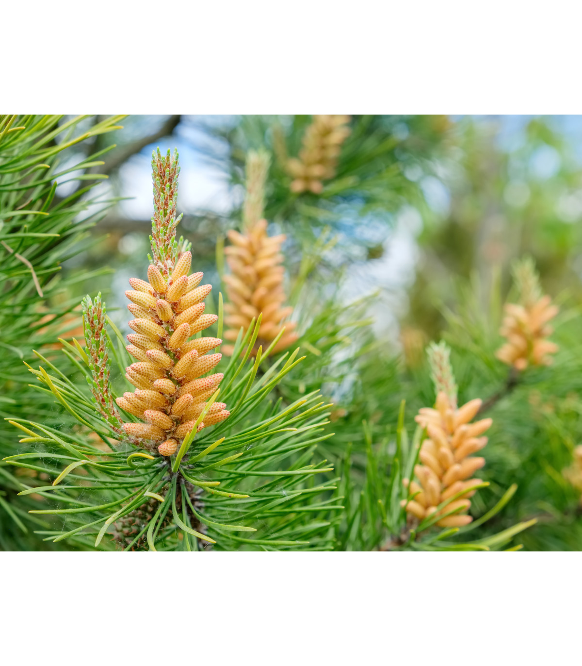 Borovica pokrútená-Pinus contorta-semená borovice-7 ks-