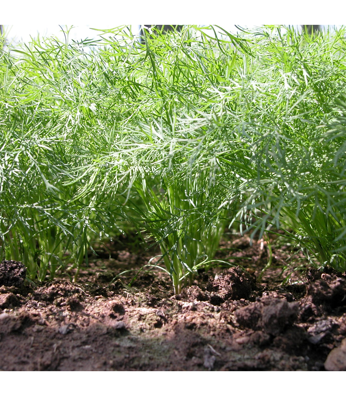Kôpor voňavý Oliver - Anethum graveolens - semená kôpru - 500 ks