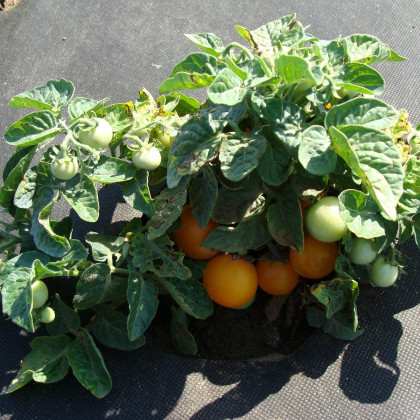 Paradajka Venus - Solanum lycopersicum - semená paradajky - 10 ks