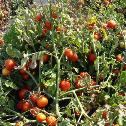 Paradajka Dalimil - Solanum lycopersicum - semená paradajky - 0,1 g