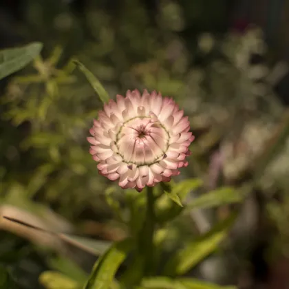 Slamiha listenatá - Helichrysum bracteatum - semená slamihy - 500 ks