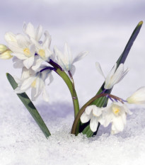 Scilla siberica biela - Scilla siberica alba - cibuľky - 3 ks