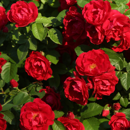 Ruža kríková plazivá Amadeus - Kordes - voľnokorenné sadenice ruží - 1 ks
