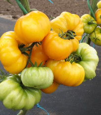 Paradajka Yellowstone - Solanum lycopersicum - semená paradajky - 15 ks