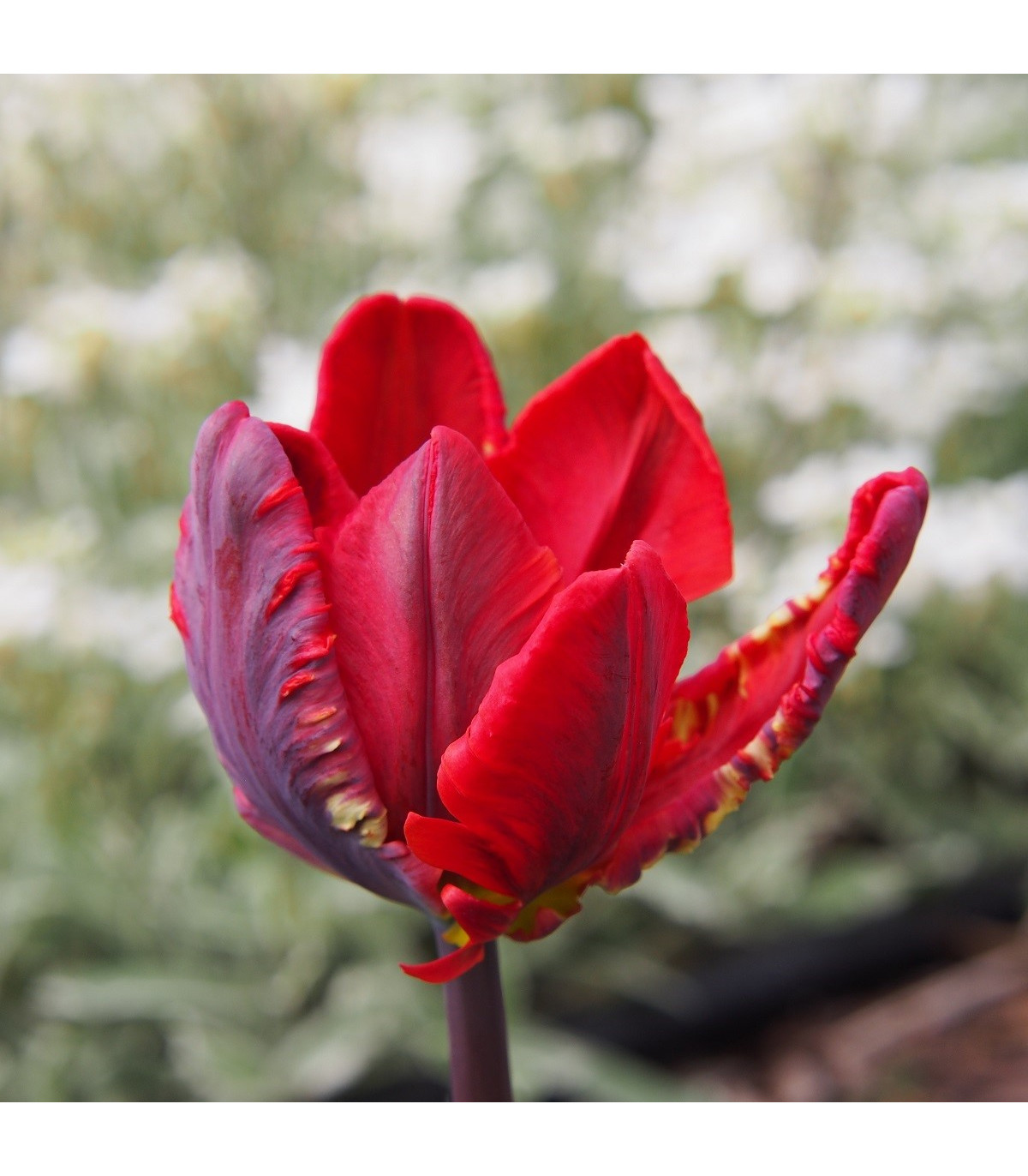 Tulipán Rococo - Tulipa - cibuľoviny - 3 ks