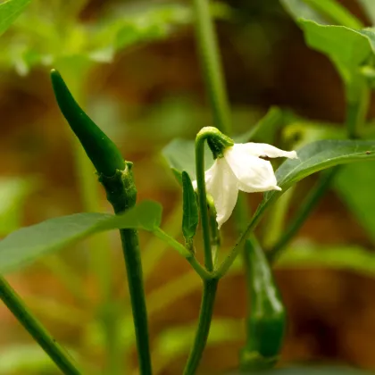 Chilli Kajenské korenie Thick - semená