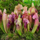 Saracénia purpurová extra veľká - Sarracenia purpurea - semená - 12 ks