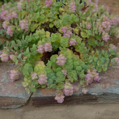 Okrasné oregano Kirigami - Origanum rotundifolia - semená oregana