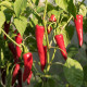 Bio Chilli Kajenské korenie - Capsicum annuum - bio semená chilli - 7 ks