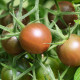 BIO Paradajka čierne Cherry - Solanum lycopersicum - bio semená paradajky - 6 ks